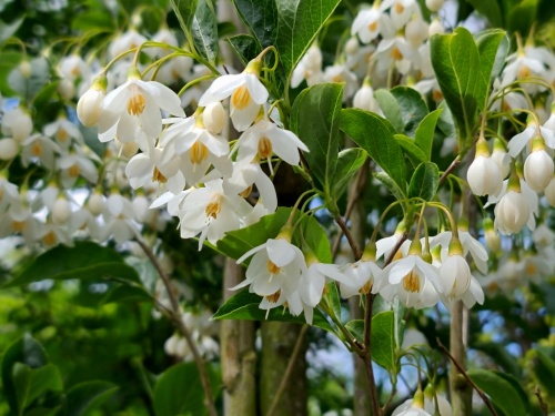 Storaxboom  'June Snow' met witte bloesem