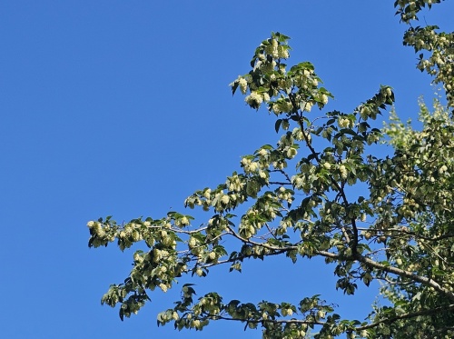 Ostrya carpinifolia, hopbeuk met hopbellen in juni