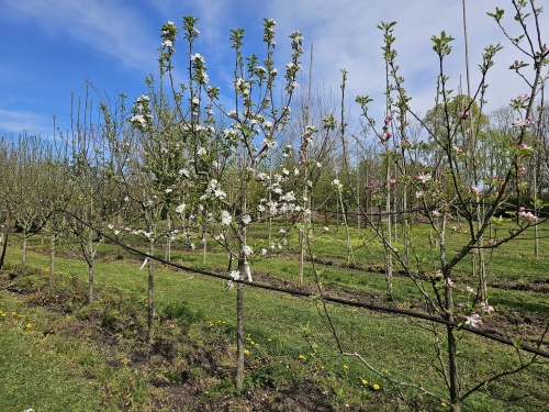 Appel 'Summerred' - Malus domestica 'Summerred'