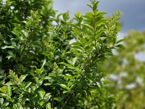 Ligustrum vulgare