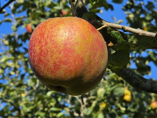 Malus domestica 'Rode Boskoop'