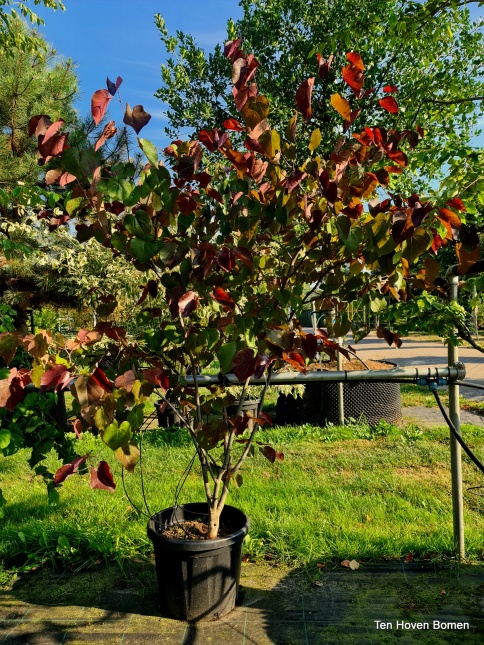 Cercis canadensis 'Merlot'