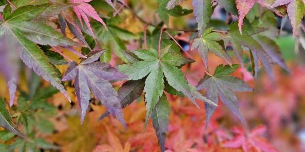 Japanse esdoorn snoeien: Hoe houdt u deze sierlijke boom in topvorm?