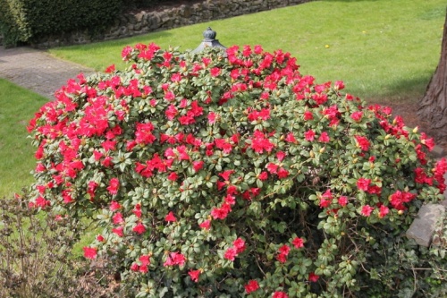 Rododendron 'Scarlet Wonder' is een dwerg rododendron