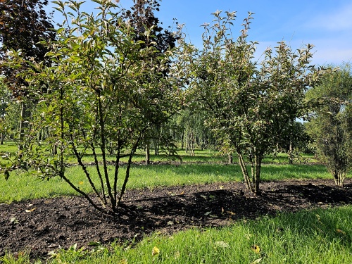 Viburnum bodnantense 'Farreri, winterbloeier, met kleine nabloei in augustus
