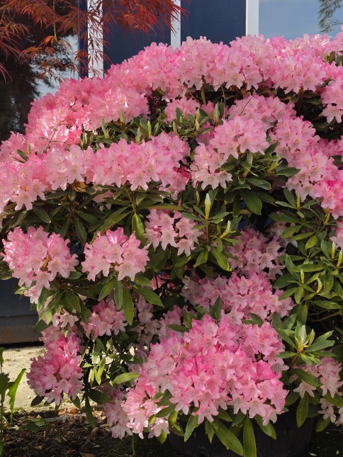 Rhododendron Yakushimanum ‘Pink Cherub’ bloeit vanaf half mei