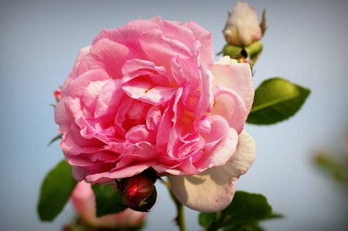 rosa jasmina