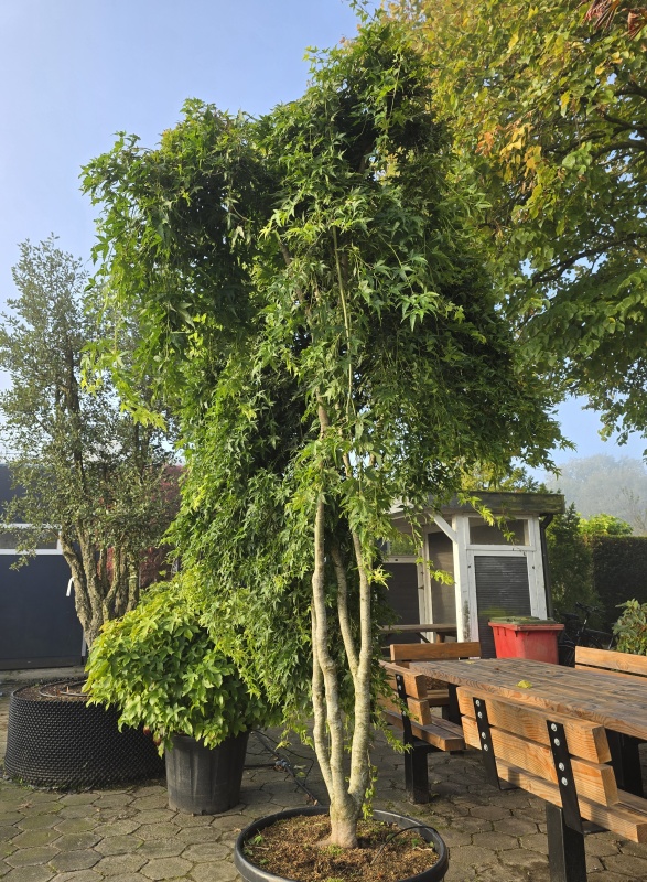 Japanse Esdoorn