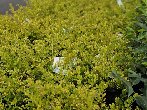 Japanse hulst 'Golden Gem' met groengeel jong blad