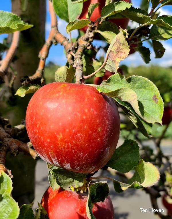 Goudreinet