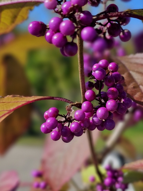 Callicarpa bodinieri 'Profusion'  in oktober