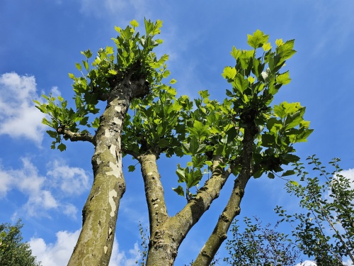 Meerstam Platanen als poort.  onderbeplanting groenblijvende Lonicera nitida