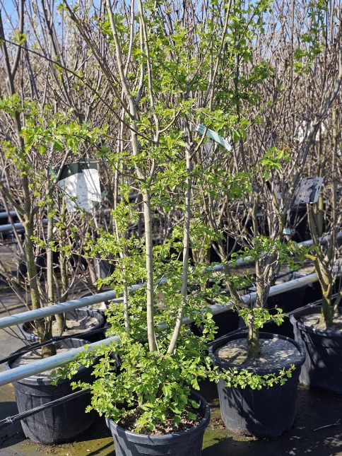 Crataegus monogyna, eenstijlige meidoorn bloesem