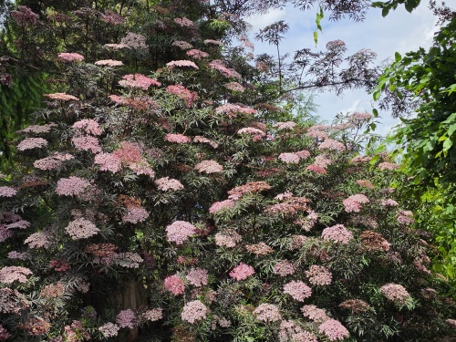 Gewone vlier 'Black Lace' met roze / witte bloemen