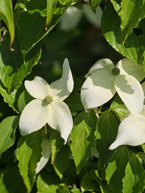 Cornus kousa 'White Dream' in mei