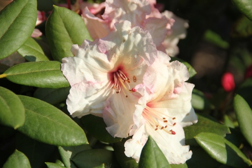 Rododendron 'Virginia Richards' met vroege bloei begin april