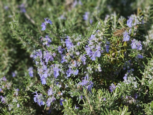 Salvia rosmarinus  Rozemarijn