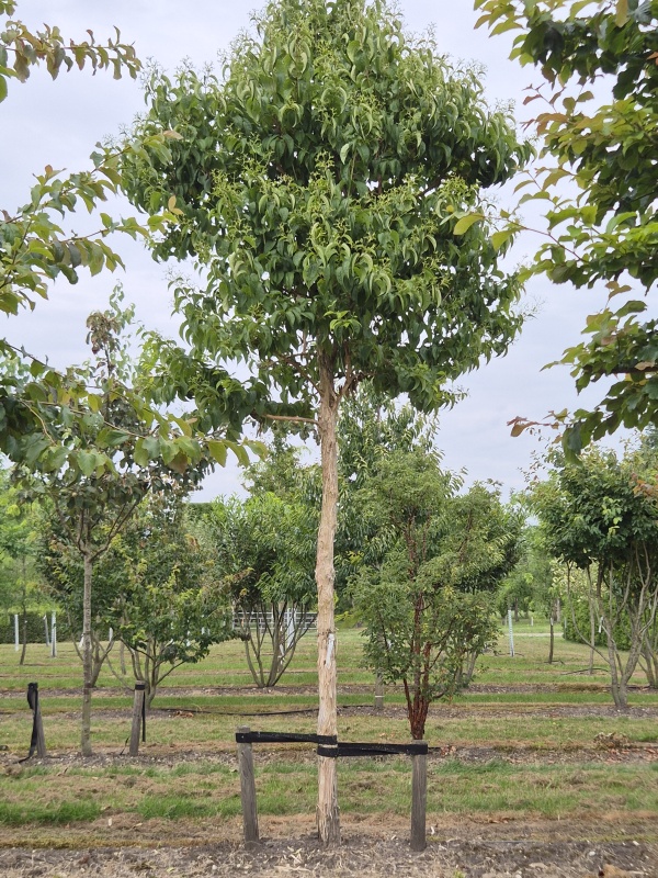 Sieben-Söhne-des-Himmels-Baum