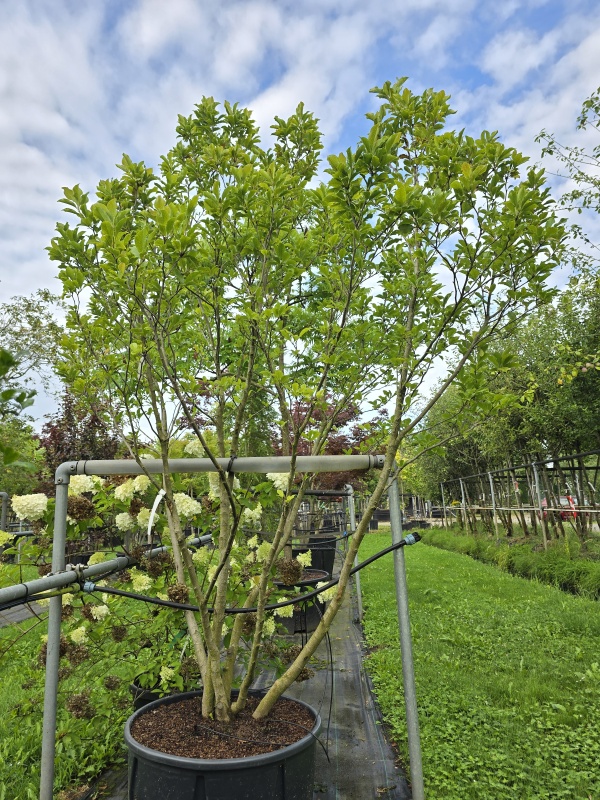 Magnolia