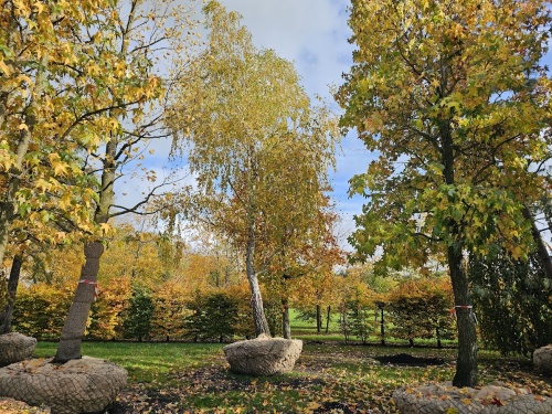 De ruwe berk op de kwekerij bij de natuurvijver. perceel beek.
