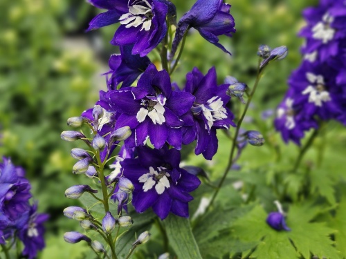 Delphinium King Arthur