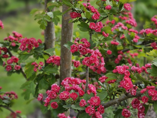 Crataegus Paul's Scarlett