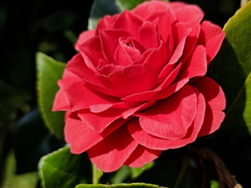 Camellia roze - Camellia japonica 'Pink perfection'