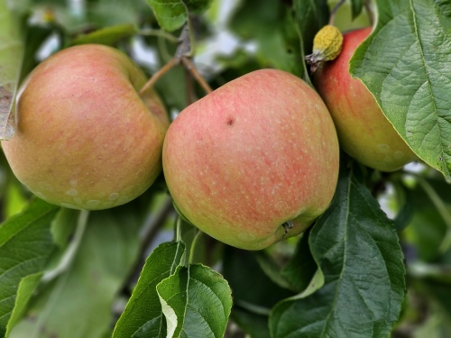 Malus Pinova