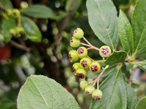 Aronia arbutifolia 'Brilliant'  zomerbes