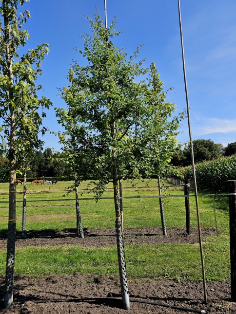 Crataegus monogyna bloei