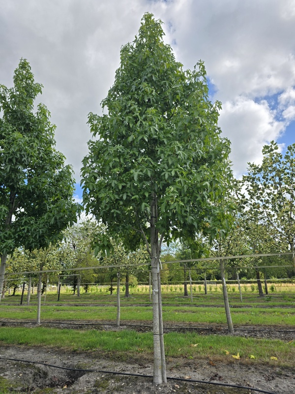 Amberboom
