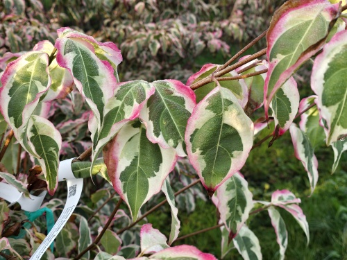 Cornus kousa 'Summerfun'