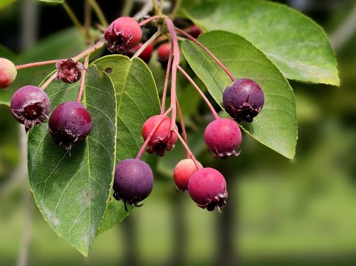 Amelanchier Lamarckii bloei voorjaar