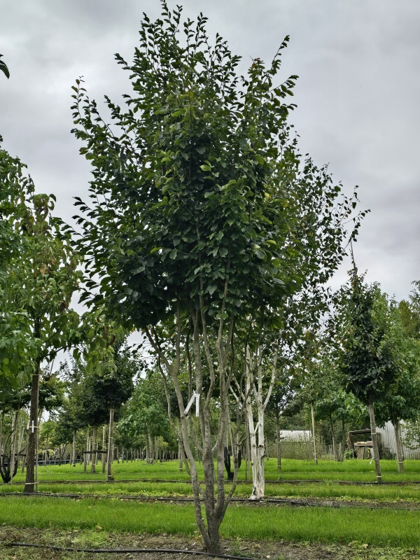 Perzisch IJzerhout
