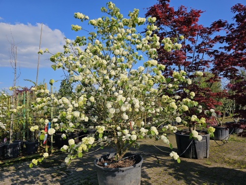 Viburnum plicatum Popcorn.  Japanse sneeuwbal met rijke bloei in mei