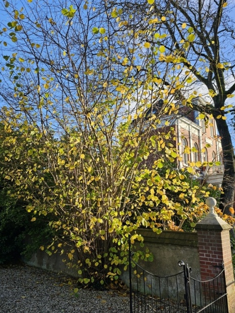 Corylus avellana struiken