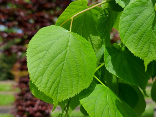 Tilia Pallida blad