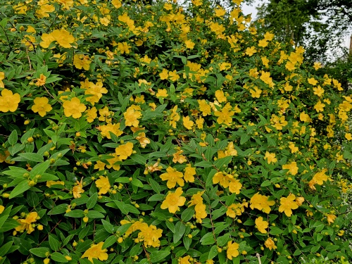 Hertshooi struiken - vakbeplanting