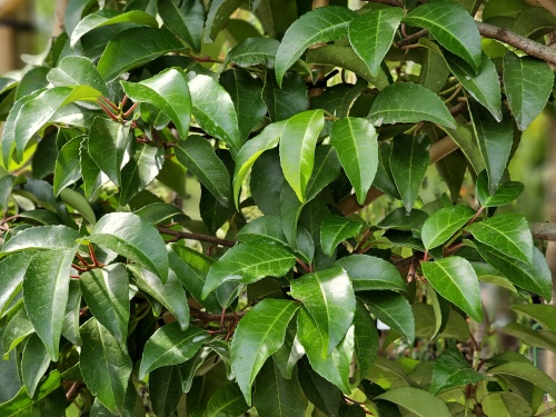 Prunus lusitanica 'Ybrazo' Tico