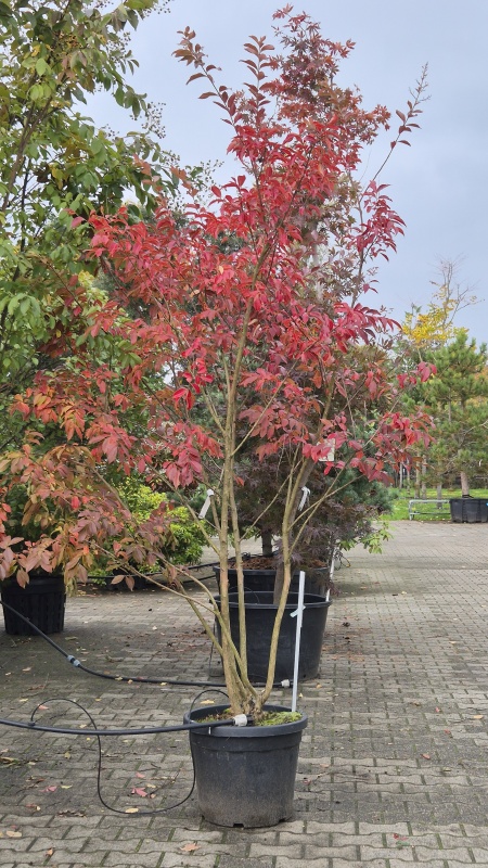 Indische sering 'Natchez'