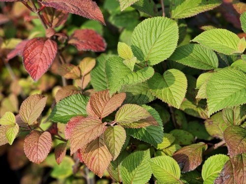 Viburnum plicatum 'Grandiflorum'  jong blad