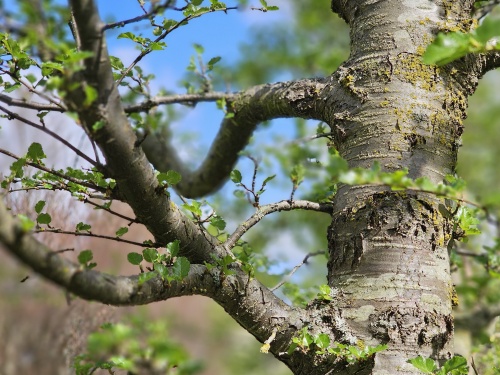Nothofagus stam en blad