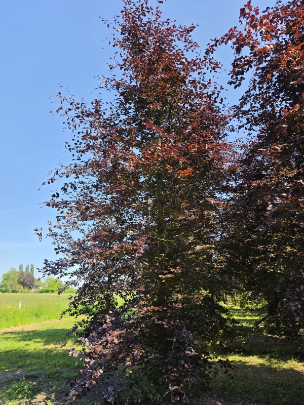 Rotbuche
