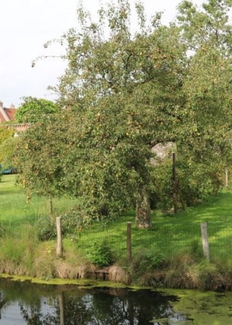 Appel ras onbekend - Malus domestica cv