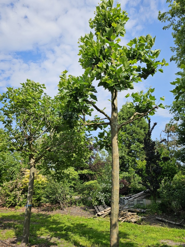 Franse knotplataan
