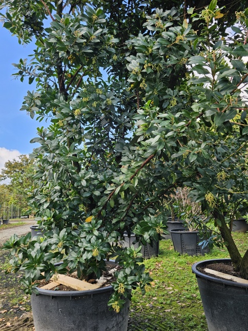wintergroene meerstammige aardbeiboom