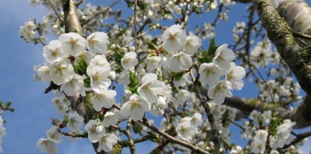De magie van de kersenbloesem: Van de Japanse traditie tot uw eigen tuin