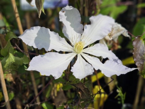 Bosrank 'Gladys Picard' met witte bloemen