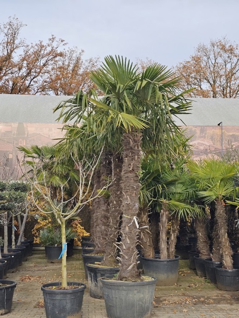 Trachycarpus fortunei