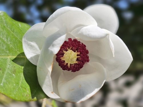 Magnolia sieboldii witte bloem met rood hart bloeit eind mei